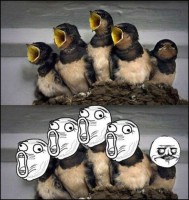 /album/memes/pajaritos-memes-jpg/